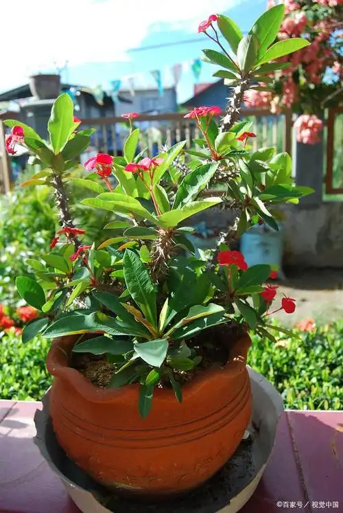 1,一虎刺梅的养殖方法  1配制土壤 适宜的土壤是虎刺梅的养殖方法和