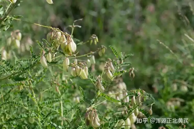 浑源恒山正北黄芪介绍四生产方式野生半野生
