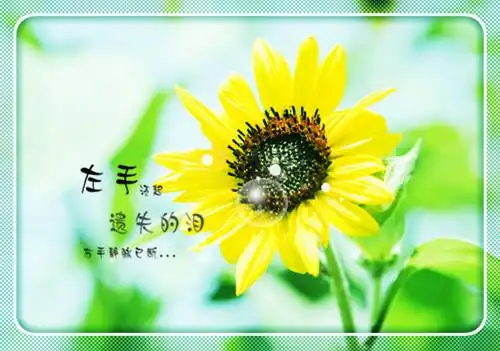 淡淡忧伤意境文字图_清新唯美花卉植物