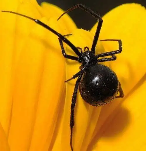 世界十大毒性最强蜘蛛,看到千万要远离!