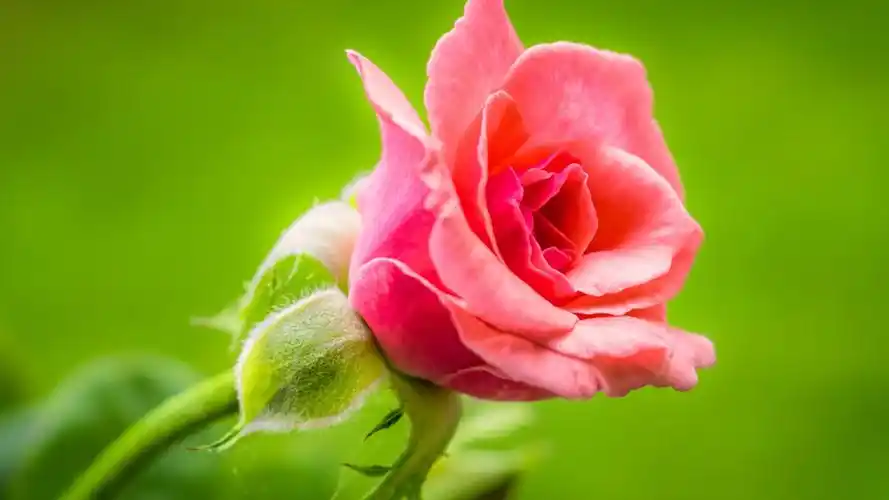 一支浪漫玫瑰壁纸