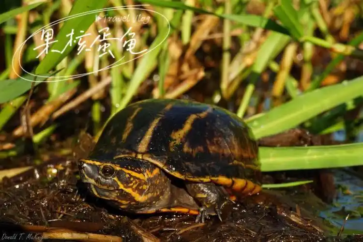 果核蛋龟丨水中自由穿梭的迷你蛋龟