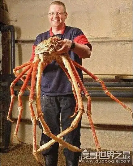 一,世界上最大的蟹类巨型海蜘蛛
