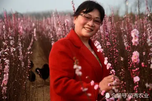农村大姐拿青春赌明天种植100亩梅树要为乡村振兴出一把力