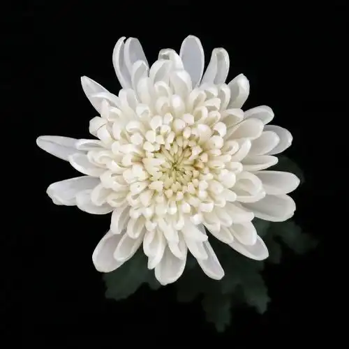 【大黄白菊】云南昆明鲜切花基地直发批发清明节祭祀大黄菊白菊花