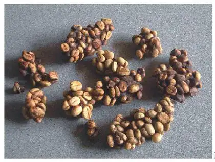 最顶级的咖啡竟是狸猫屎