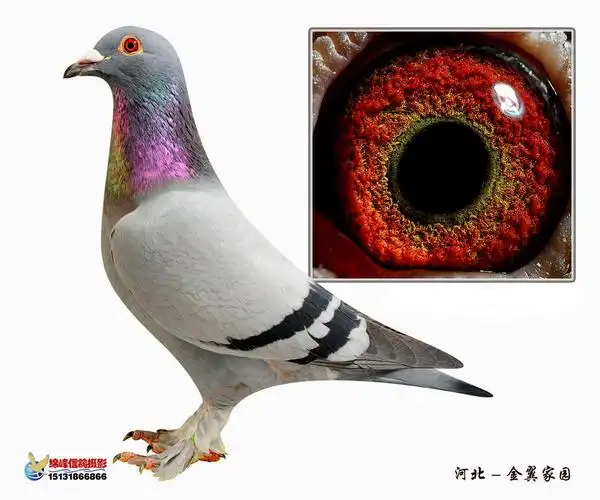 电脑戈马力超级大毛脚