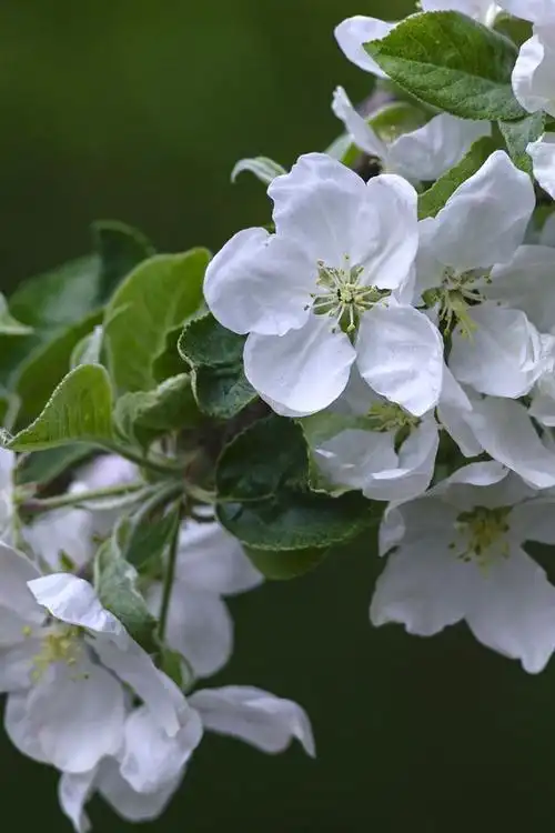 白色梨花绽放,春天