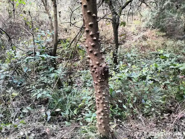 非常时期不聚餐,不走亲访友,我们去探访深山