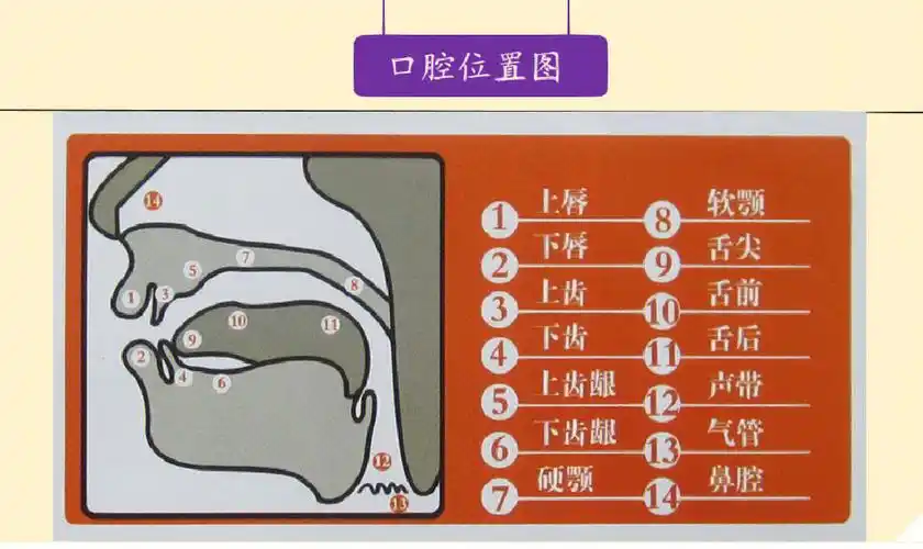 英语48个音标与口腔发音位置图