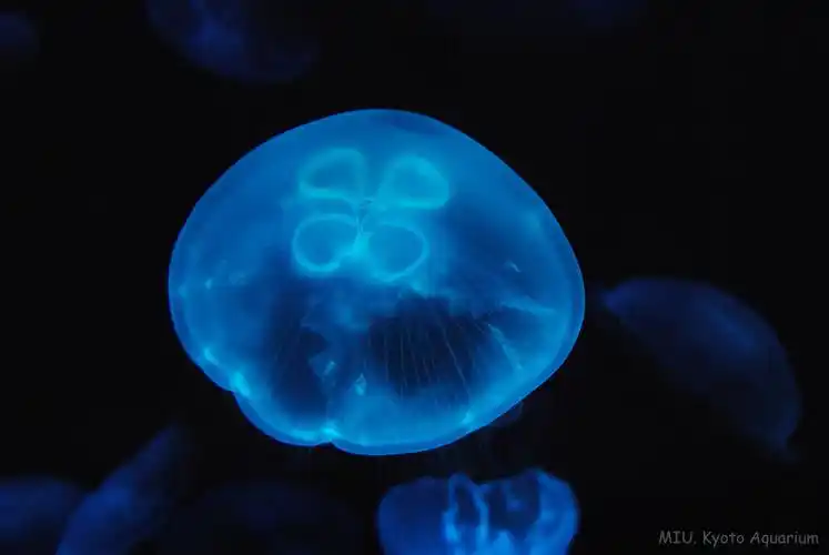 日本荧光水母