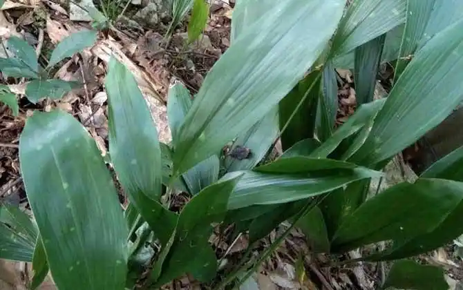 一,物种论述一叶兰一般是指蜘蛛抱蛋,别称一叶青,箬叶等,在生物学分类