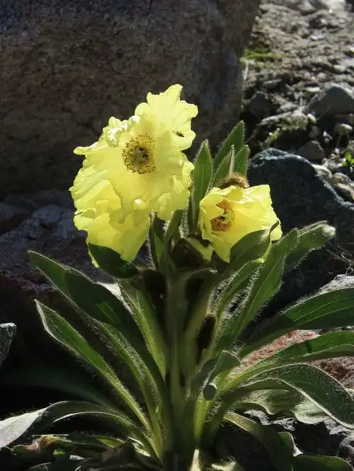 (1)——全缘叶绿绒蒿 - 中国:世界园林之母 - 友多网 (youduo.