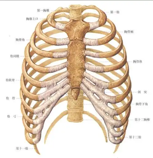 系统解剖学图谱