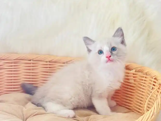 已售海双布偶弟弟12万日元