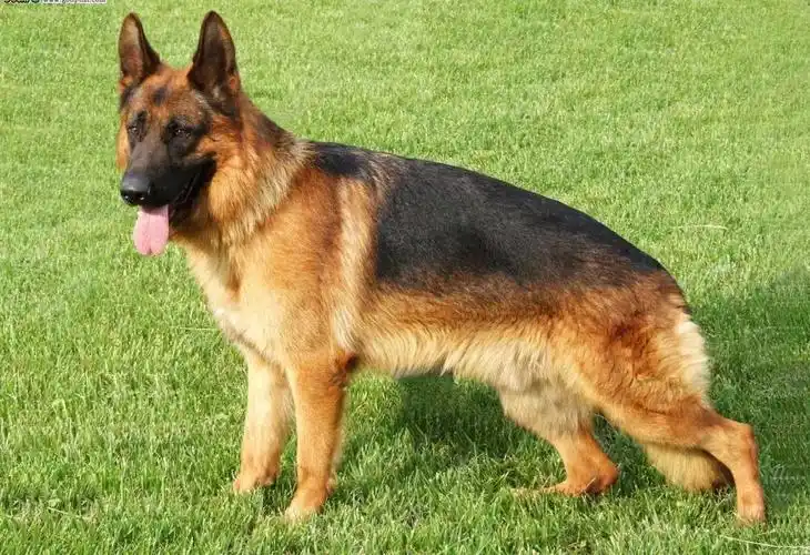 德牧幼崽价格多少钱一只德国牧羊犬多少钱能买到