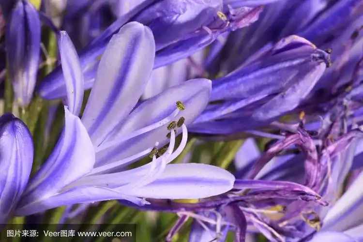 飘渺的紫色百合花