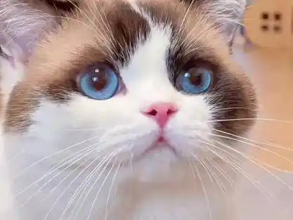 猫咪 萌萌猫咪合集,太可爱啦!你喜欢哪个?