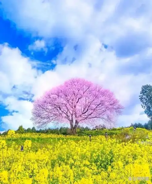 这个方法拍春天,照片质量提升看得见,手机拍照一学就会