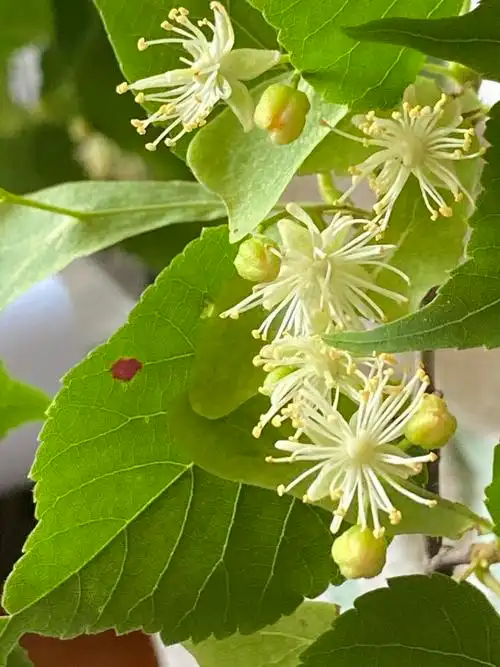 这么美好的蜜,原来就源于这小小的椴树花!从小就吃椴树蜜.