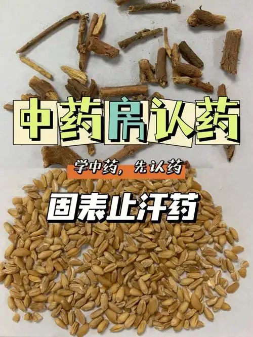 学中药先认药麻黄根浮小麦