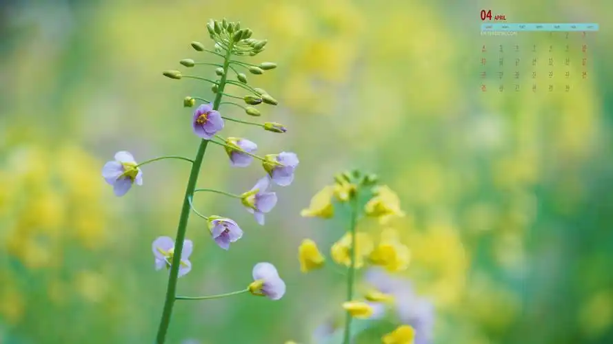 彩色油菜花2021年4月日历,月历壁纸-回车桌面