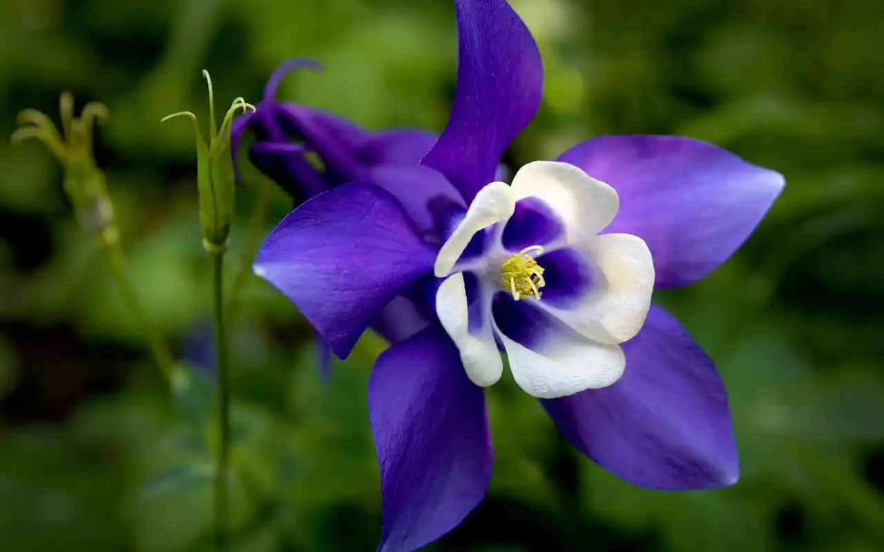小清新猫爪花唯美高清桌面壁纸,文艺清新猫爪花微距拍摄,紫色,粉红色
