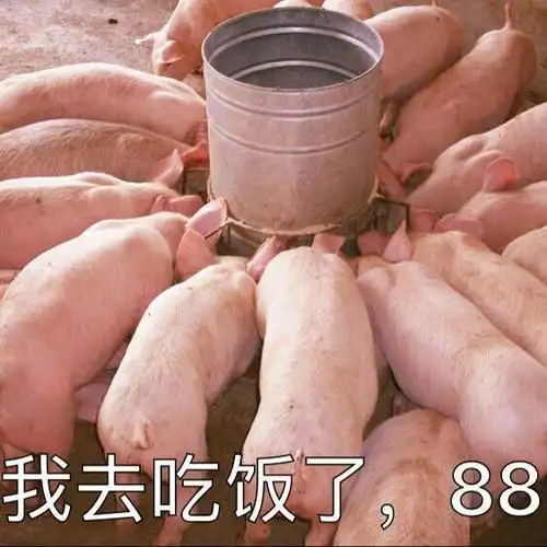 关于猪的搞笑表情包开心得像个小猪仔