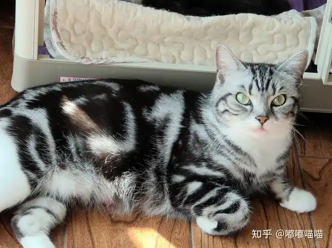 请问这是美短还是美短和狸花的串串?