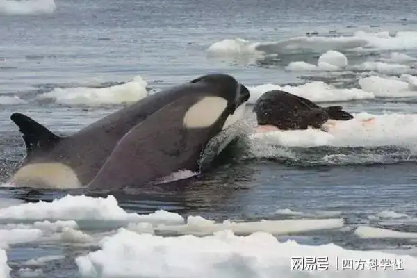 虎鲸捕食海豹和企鹅却不吃北极熊是打不过北极熊吗