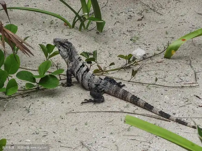 黑刺尾鬣蜥希望威利在沙滩上休息