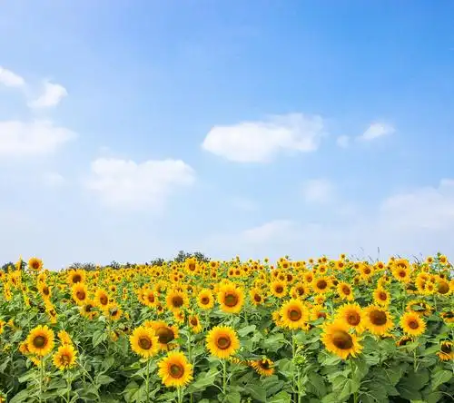 向日葵说,只要你朝着阳光努力向上,阴影永远都摔在身后,生活便会