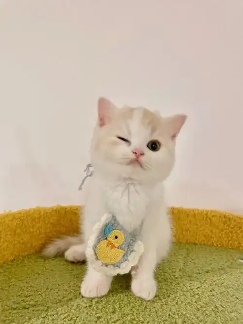 怎么会有这么可爱的小猫咪呀!