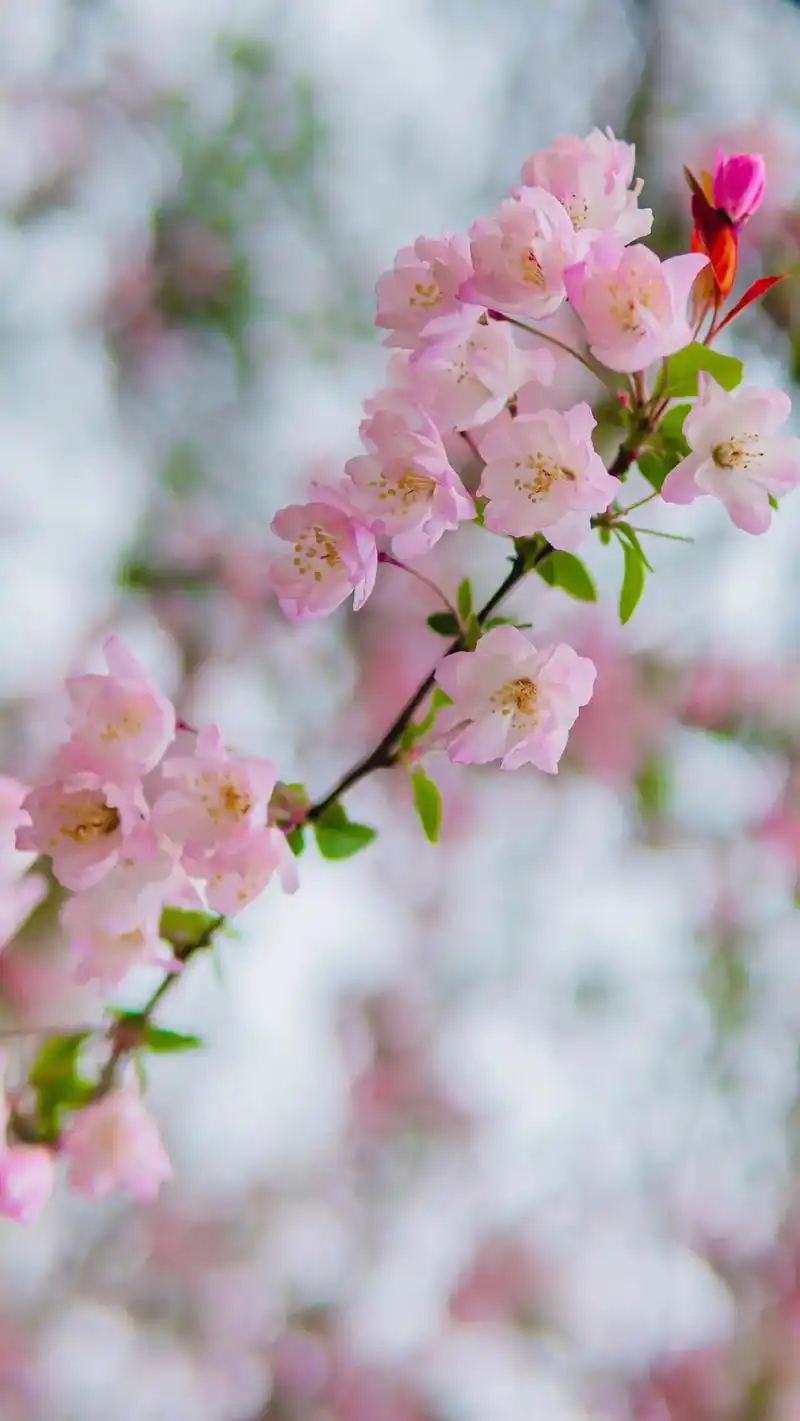 摄影#春暖花开 #桃花 - 抖音