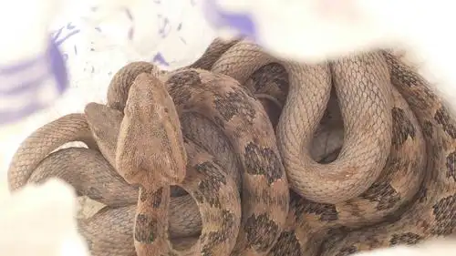 这是什么蛇谁知道