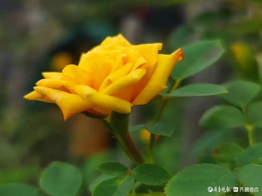 五彩月季花,小巧玲珑好迷人