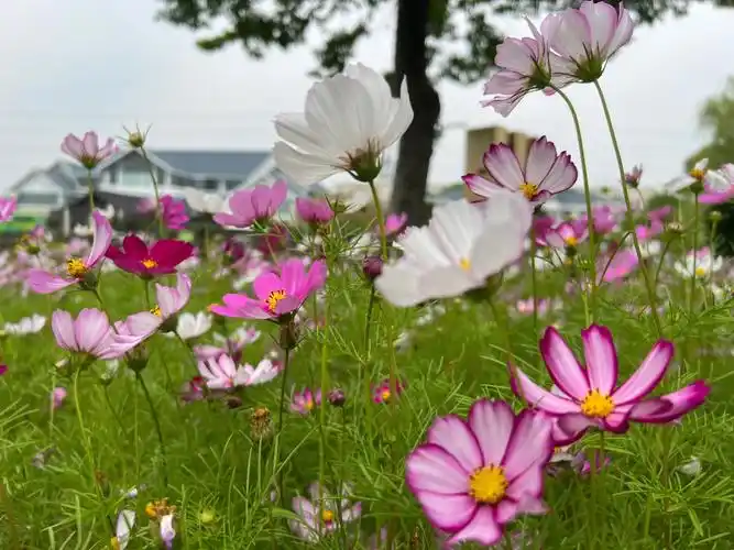 格桑花的花语是怜取眼前人幸福之花