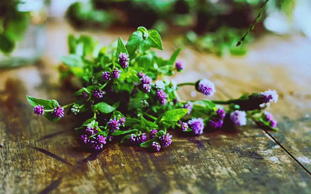 绿色盆栽植物风景图片桌面壁纸