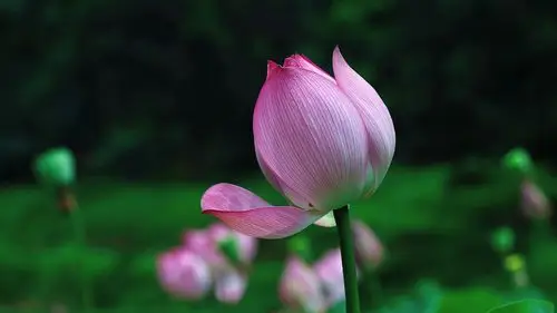 清新淡雅的荷花高清宽屏壁纸