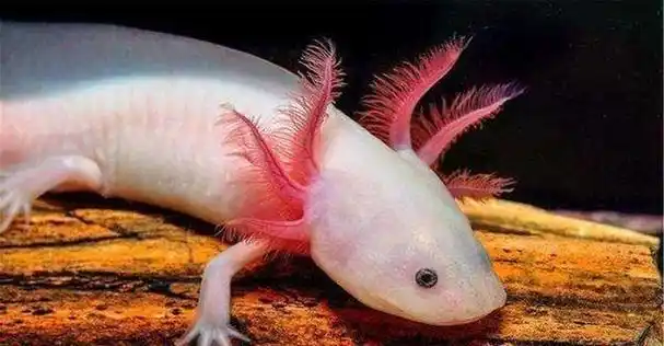 长有"两条腿"的鱼,科学家试图打捞上岸,却直接融化!