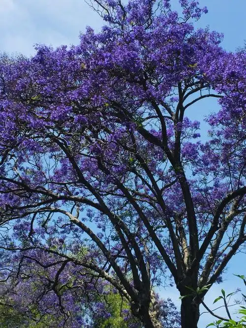 漂洋过海来看你 只愿做一名花痴 一年一季的澳洲蓝花楹