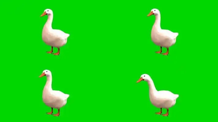 绿幕视频素材鹅