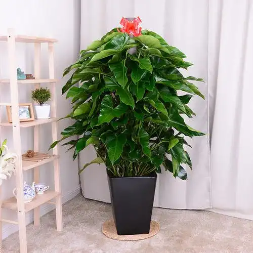 绿宝石绿植盆栽(高约1米5)-喜林芋长心叶绿蔓绒大型绿植盆栽净化空气