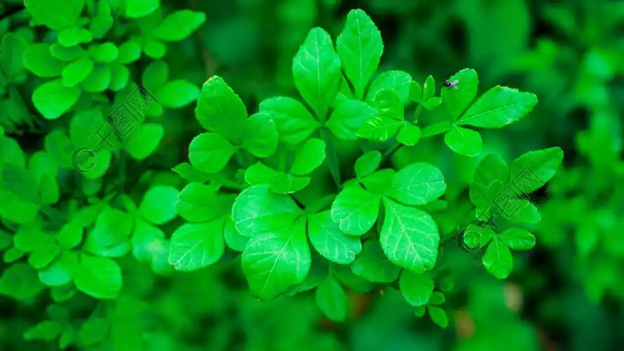 植物背景素材叶子特写背景图绿色环保壁纸