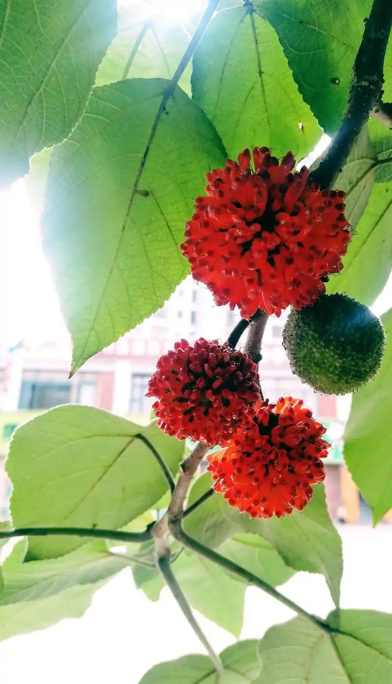 农村可以吃的植物(1)-构树