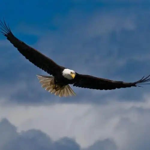 雄鹰展翅翱翔高清图片500x500分辨率