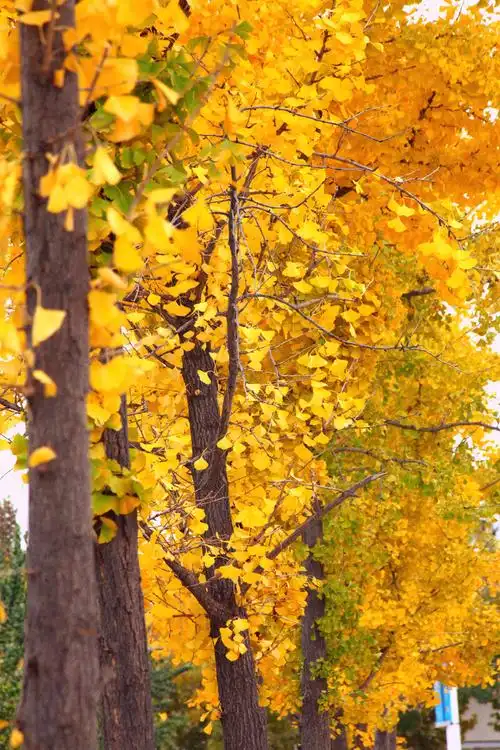 银杏树 - 明文静心 - 图虫