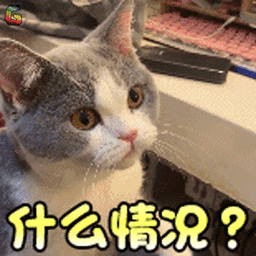 萌宠gif猫gif一脸蒙圈gif蒙圈gifsoogifgifsoogif出品gif
