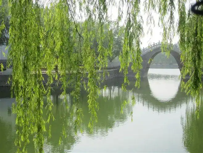 寄语杨柳/鹰 (文/邓晓雍)-青年作家网