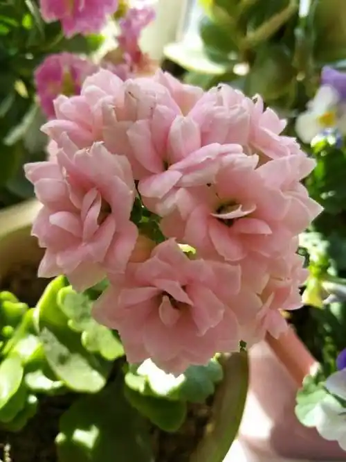 长寿花中的6个经典大花品种,单朵能开一元硬币大,花开很惊艳